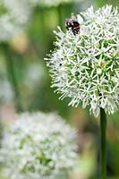Allium stipitatum 'Mount Everest' (ornamental onion) with bumble bee