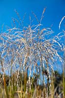 Chionochloa conspicua (Plumed tussock grass)