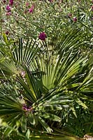 Trachycarpus wagnerianus (Miniature Chusan palm) with Knautia macedonica
