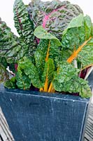 Beta vulgaris var.flavescens (Swiss chard 'Bright Lights') planted in a metal container