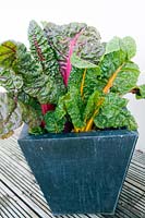 Beta vulgaris  (Swiss chard 'Bright Lights') planted in a metal container