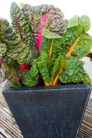 Beta vulgaris var.flavescens 'Bright Lights' (Swiss chard 'Bright Lights') planted in a metal container