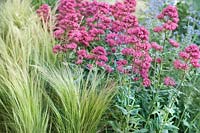 The Cancer Research UK Garden designed by Robert Myers. Centranthus ruber and Stipa tenuissima