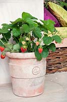 M&G Investments Garden designed by Bunny Guiness. Terracotta pot with strawberry plant