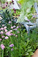 Chives and Tuscan kale in raised bed with zinc cloche