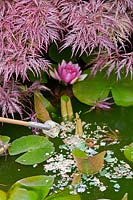 Feeding goldfish in pond. Nymphaea (water lily) foliage and flowers overhung by an Acer palmatum var. dissectum atropurpureum