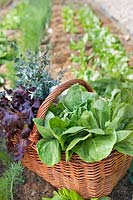 Basket of salad leaves from the organic vegetable gardens at Borgo Santo Pietro, Tuscany