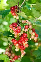 Ribes rubrum (redcurrant) fruit