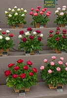 Binny Plants, Paeonia show stand at RHS Chelsea Flower Show 2012