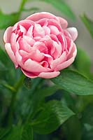 Paeonia 'Etched Salmon' (double pink peony flower)