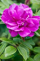 Rosa 'Roseraie de l'Hay' (rugosa rose)