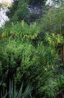 Euphorbia mellifera Honey Spurge