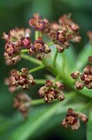 Euphorbia mellifera Honey Spurge Close up of tiny red flowers