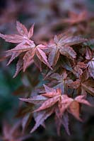 Acer palmatum Atropurpureum Japanese maple Autumn colour of deep red to crimson