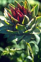 Cynara cardunculus (Cardoon) bud flower head with purple to green petals