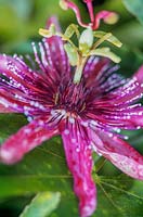 Passiflora x caeruleoracemosa Passionflower Close up of vibrant pink mottled flower