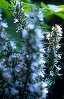 Rosmarinus officinalis (Rosemary) white flowers