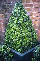 Buxus sempervirens Box pyramid in wooden planter