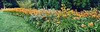 Hemerocallis sp Daylily Large swathe of orange flowers growing at Chanticleer Garden Pennsylvania USA
