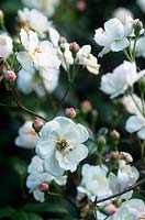 Rosa canina (Wild rose dog rose) white flowers
