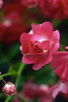 Rosa sp (Rose) pink flowers & bud close up