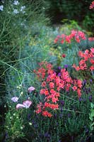 Lavandula stoechas French Lavender Alstromeria sp Peruvian Lily Beth Chatto s Garden Elmstead Essex