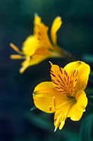Alstroemeria aurea syn A aurantiaca Peruvian Lily Close up of yellow flower