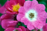 Rosa American Pillar (Rambler Rose) vivid pink flowers on a vigorous climber