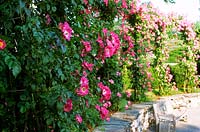 Rosa American Pillar ( Rambler Rose) vivid pink flowers on a vigorous climber
