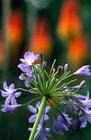 Agapanthus campanulatus African blue lily Close up of purple flower head