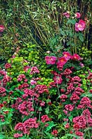 Centranthus ruber (Red valerian) in bed with Rosa sp, Euphorbia sp, Salix sp (Willow)