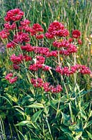 Centranthus ruber (Red valerian) growing in a summer meadow