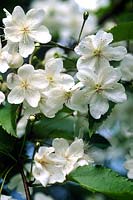 Hoheria glabrata lacebark ribbonwood Large white flowering shrub with origins in New Zealand