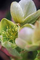 Helleborus argutifolius Corsican hellebore Close up of cream green flowers