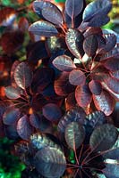 Cotinus coggygria Royal Purple Smoke bush Close up of the vivid red to purple foliage in late summer autumn