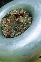 Succulent in contemporary polished metal container