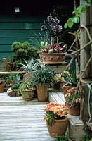Succulent plants in containers on wooden deck