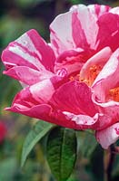 Rosa gallica var officinalis Versicolor (Apothecary's rose, R. gallica maxima, the Red Rose of Lancaster, the Old Red Damask)