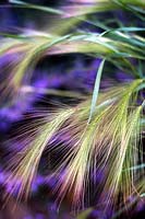 Hordeum jubatum Squirrel tail grass close up of flowering seed heads Foxtail barley