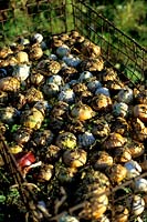 Large selection of onions drying in a wire mesh basket Allium cepa Red Onion White Onion Onion