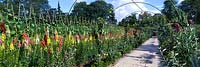 Antirhinum majus snapdragon planted along path with metal archway & trained apple trees sweet peas at Lost Gardens of Heligan