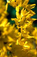 Forsythia x intermedia yellow flowers close up in early spring