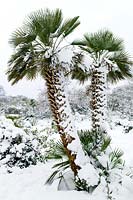 Chamaerops humilis (Dwarf Fan Palm) with covering of snow near the Mediterranean Garden. RBG Kew in winter
