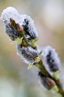 Salix aegyptiaca (Musk Willow) catkins with snow covering. RBG Kew in winter
