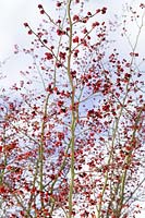 Parrotia persica with red flowers emerging in winter