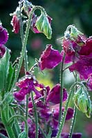 Lathyrus odoratus Sweet pea and dressing of raindrops