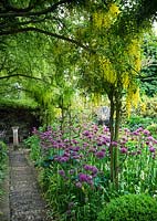 Laburnum anagyroides growing over pergola with Wisteria climber pathway to stone bench & large bed of allium