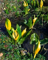 Newly opening Lysichiton americanus (Yellow skunk cabbage) growing by brook in spring