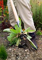 Gardener using De Wit Corkscrew weeder to weed out a Broad-leaved dock (Rumex obtusifolius L.)