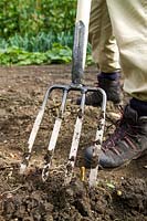 Gardener using a De Wit Potato Fork with wide tines to limit damage to tubers